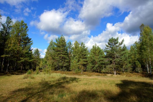 Landscape of young green forest with bright blue sky