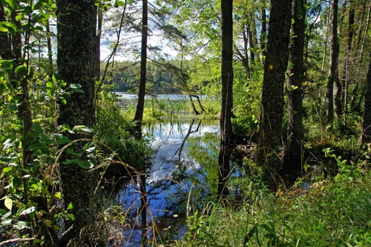 River  on a background of the trees