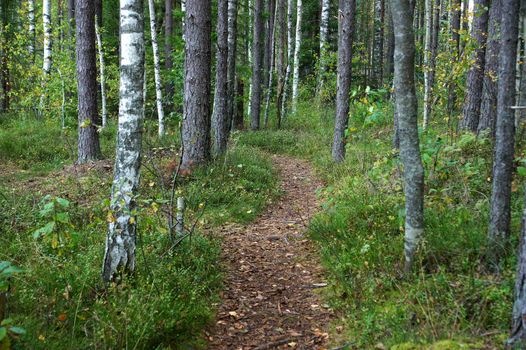 Green way in the forest between trees