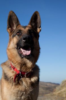 A portrait of a German shepard, Alsation, dog, looking alert against a bright blue sky.