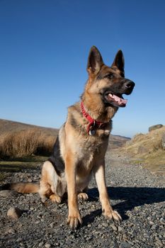 A portrait of a German shepard, Alsation, dog, looking alert against a bright blue sky.