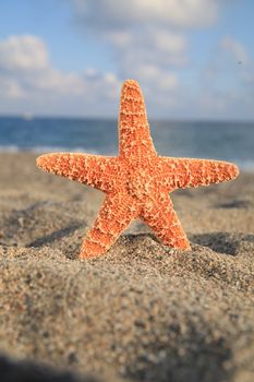 A starfish besides sea shore on a beach
