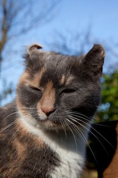 A cat with the disfigured ear condition, Aural haematoma, cauliflower ear.