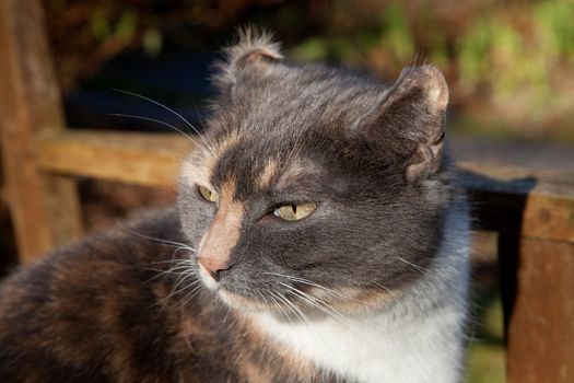 A cat with the disfigured ear condition, Aural haematoma, cauliflower ear.
