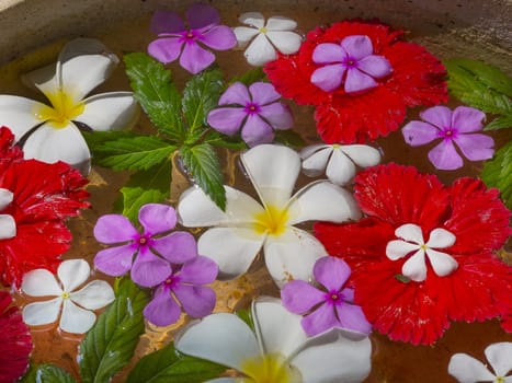 colorful flower petals floating in water, closeup
