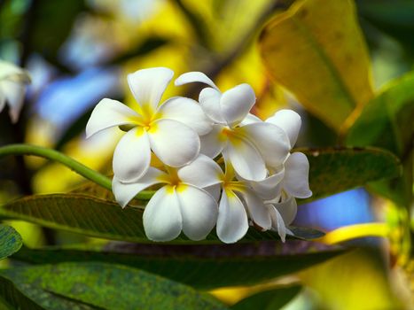 Frangipani Temple tree flower in the Maldives
