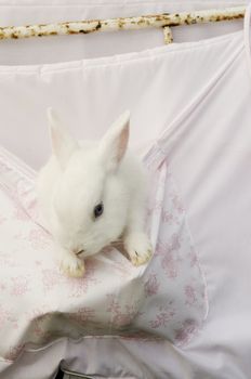 small white rabbit in romantic pink setting