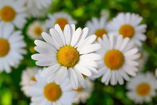 Beautiful chamomile flowers close-up