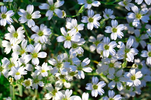 Gypsophila repens - of flowering plant of the family Caryophyllaceae, native to the mountains of central and southern Europe