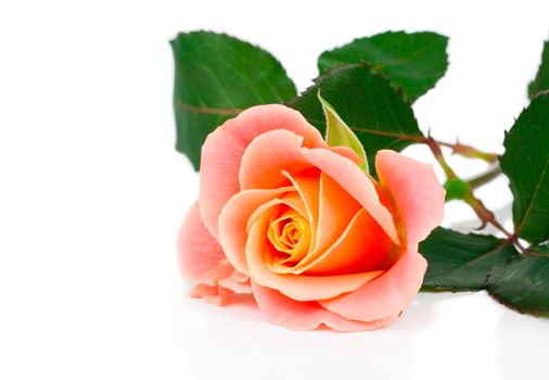pink rose with leaves isolated on white