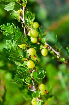 Gooseberries on a branch