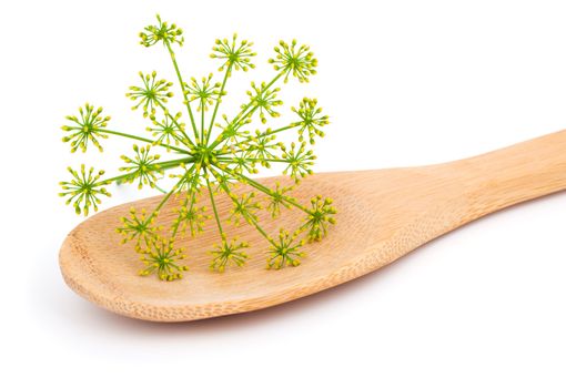 inflorescence of fresh dill on wooden spoon, on white background