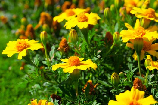 marigold flower (Tagetes patula L.) in the flower-bed
