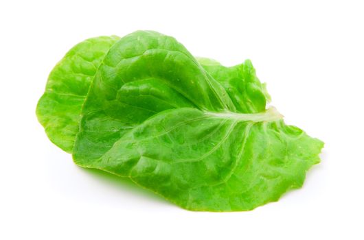 lettuce leaves on a white background