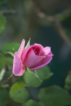 Pink rose in the garden, dark background