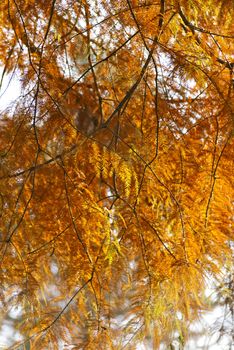Golden autumn tree brunches, sunny day