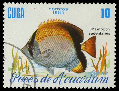 CUBA-CIRCA 1985: A stamp printed in Cuba shows fish Chaetodon sedentarius, circa 1985