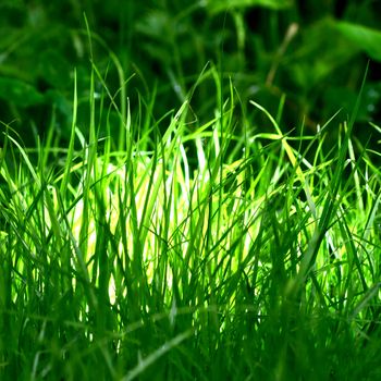 grass macro close up natura background