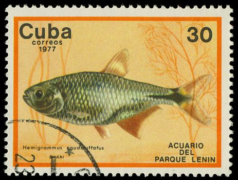 CUBA-CIRCA 1977: A stamp printed in Cuba shows fish Hemigrammus caudavittatus, circa 1977