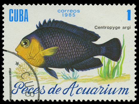 CUBA-CIRCA 1985: A stamp pCUBA-CIRCA 1985: A stamp printed in Cuba shows fish Centropyge argi, circa 1985rinted in Cuba shows fish Centropyge argi, circa 1985