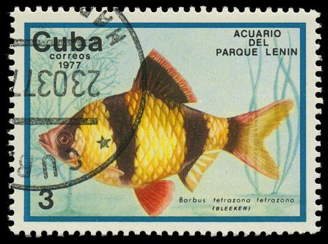 CUBA-CIRCA 1977: A stamp printed in Cuba shows fish Barbus tetrazona, circa 1977