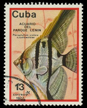 CUBA - CIRCA 1977: A stamp printed in Cuba shows fish Pterophyllum scalare , circa 1977