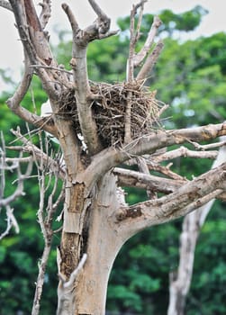 bird nest on dried tree