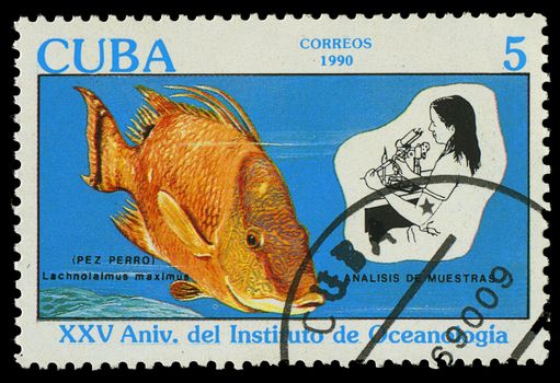 CUBA-CIRCA 1990: A stamp printed in Cuba shows fish Lachnolalmus maximus, circa 1990