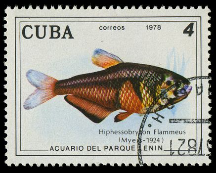 CUBA-CIRCA 1978: A stamp printed in Cuba shows fish Hiphessobrypon Flammeus, circa 1978