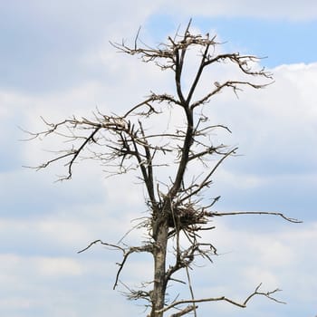 nest on dried tree