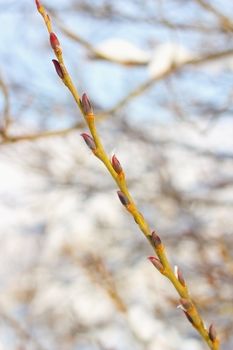 emerging willow buds in a late winter sunny day