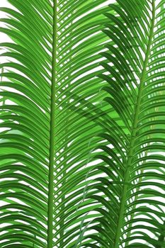 abstract texture of palm tree leaves over white