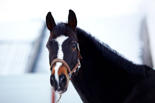 Portrait of a horse. Sports horse. Thoroughbred stallion. Muzzle of a horse. Saddle horse.