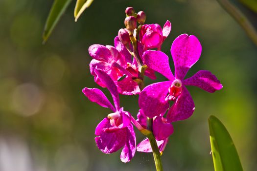 pink streaked orchid flower