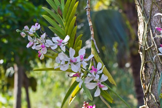 white streaked orchid flower