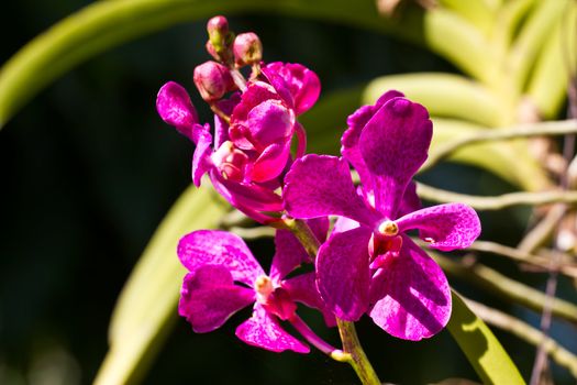 Pink streaked orchid flower