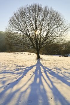 Shadow of a beautiful tree in the winter sun