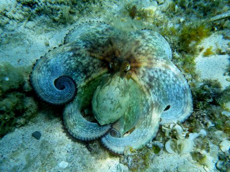 underwater shoot of the scared octopus in croatia