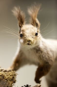 Rodent animal fur squirrel at wild nature