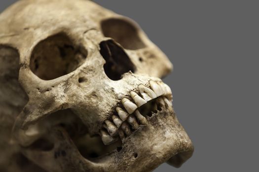 Human anatomy - ancient people skull bone 