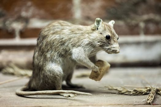 Rodent rat animal holding piece of bread food