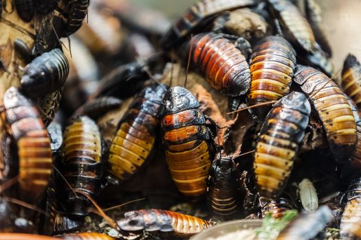 Large heap of nature insect beetle or bugs