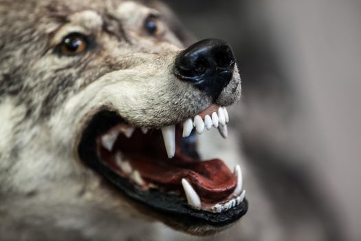 Wild dangerous gray wolf animal showing open mouth teeth