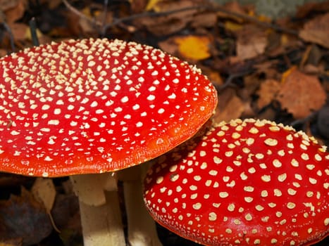  Toadstool mushroom, isolated, closeup in the grass