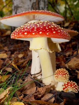  Toadstool mushroom, isolated, closeup in the grass