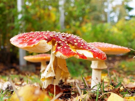  Toadstool mushroom, isolated, closeup in the grass