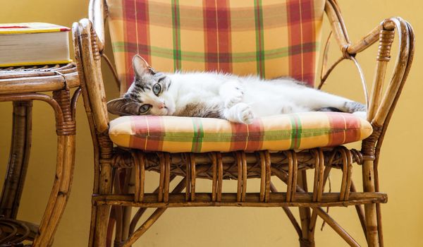 Beautiful cat resting on a elegant wicker chair; daylight.
