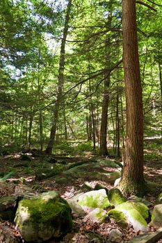 Old trees in the forest and rocks covered with moss. A natural wooded scene from Southbury Connecticut.