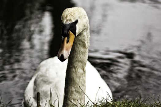 Closeup of a single adult white swan in water close to the grassy riverbank with copyspace