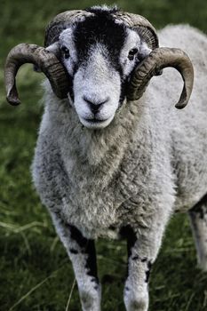 Herdwick sheep adult ram with well developed horns, a small grey breed found in the Lake District and the favourite of Beatrix Potter who kept them on her farms